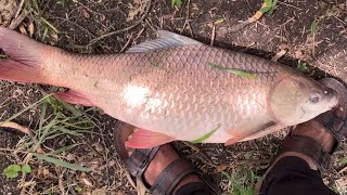 Fishing in river like never before! Big fish caught | singh shikar |hyderbad fishing styel video