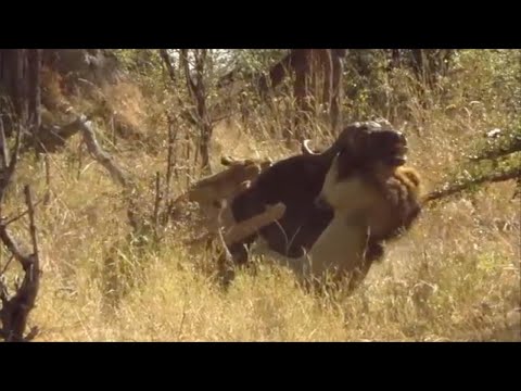 Lions Hunting Their Prey In The Amazon Rainforest