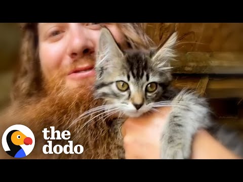 Guy Finds A Two-Pound Kitten Inside His Shed | The Dodo