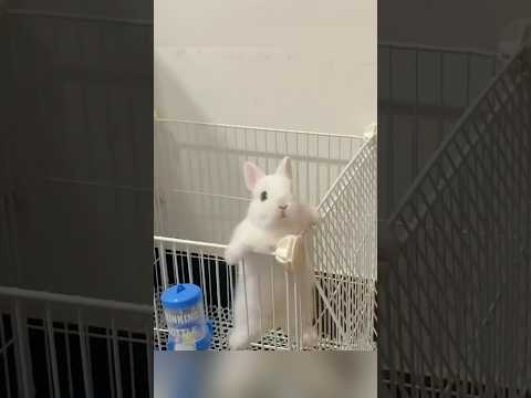 귀여운 토끼🐰 #토끼