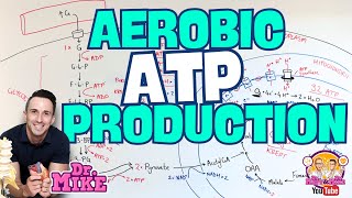 Aerobic ATP Production