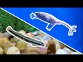 Unique Behaviors and Features of Fish