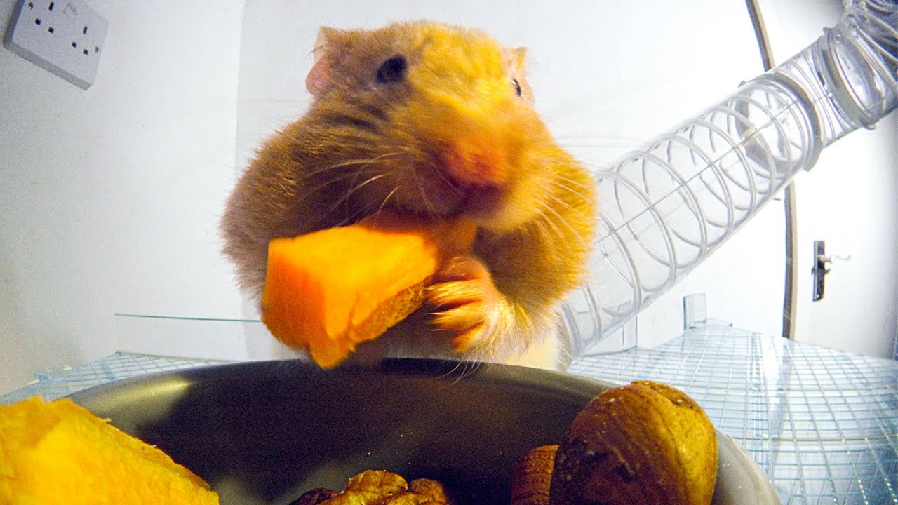 THIS Is How Hamsters Fit So Much Food Inside Their Cheeks! Pets: Wild At Heart BBC Earth