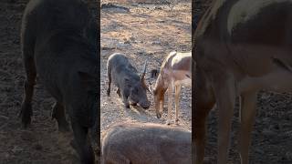 Impala Ram vs Warthogs 🐗🦌 #animals #wildlife #wow