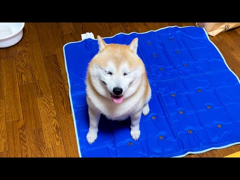 散歩から帰るとひんやりシートが敷かれていて嬉しい柴犬