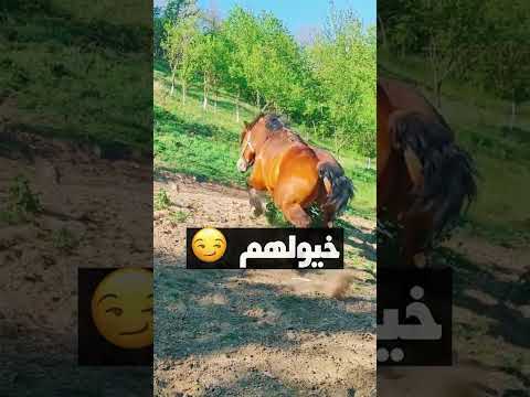 فرس عربي اصيل اقوي من حصان اجنبي 😱 #خيل #beautiful #اكسبلور #horse #الخيل #ترند #حصان