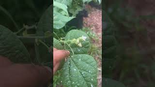We have green beans yall! 🤭