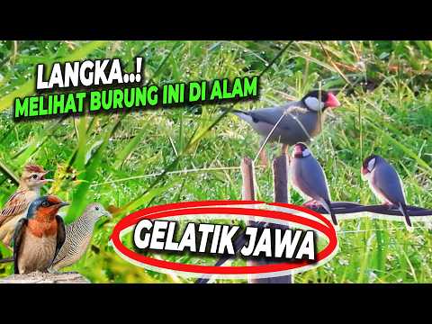 LANGKA !! DI ALAM LIAR BERTEMU 2 GELATIK JAWA YANG CANTIK..!!