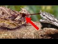 Exploring Unbelievable Animal Adaptations