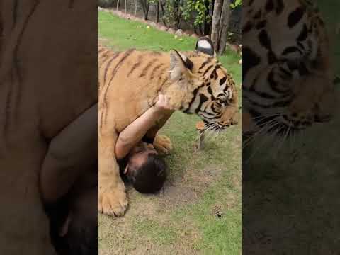 My Tiger Want to Love Me | Azan Butt Tiger | #youtubeshorts #tiger #cutekids