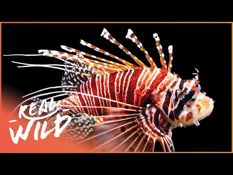 YouTube video thumbnail: The Red Lionfish of Cayman Islands