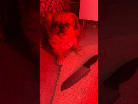 Собачка Угрожает Маме #короткиевидео