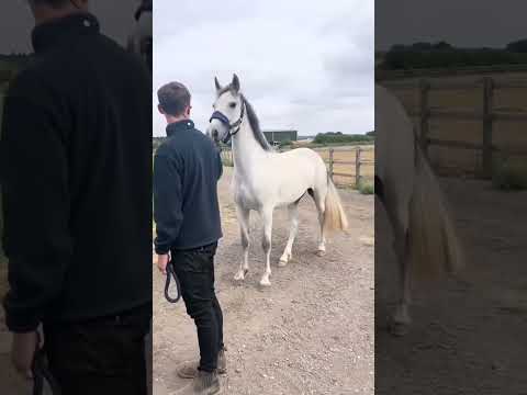 Hilarious Horse Fails & Reactions! 🐴😂 Funny Moments Galore! #shorts #horse #animals #shortvideo