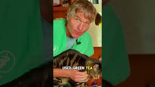 Can Green Tea Help Dog and Cat Eye or Ear Problems?
