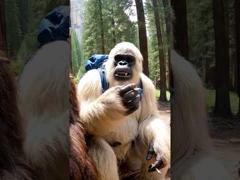 Rick escaped police!! #nature #forest #bigfoot #Vlog #bigfeetvlog #bigfootvlog