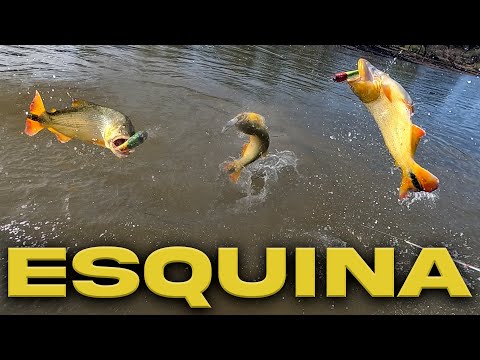 Un Río Paraná medio... lleno de vida!! (Pesca al golpe y comida en la isla)