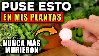 ¡PON ESTO en tus PLANTAS y NO VOLVERÁN a MORIR! (Nadie te lo dice)