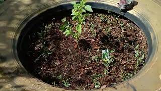 AFTER 05-September growsite 03