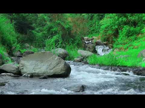 Relaksasi Air Mengalir & Kicau Burung di Hutan | Pengantar Tidur & Menghilangkan Stres