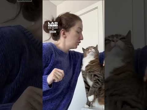 #beaglecrew #catlover #funny #“cat” #pets