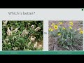 Forage Quality and Plant Nutrition