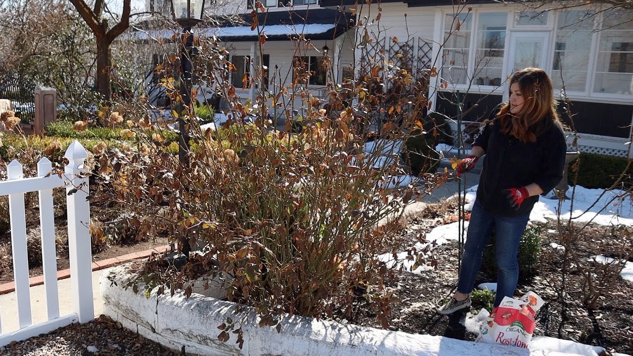 Spring Rose Pruning! #93