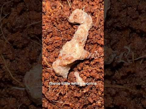 Unlimited food hack for fish!๐ #aquarium #fish #pets #food