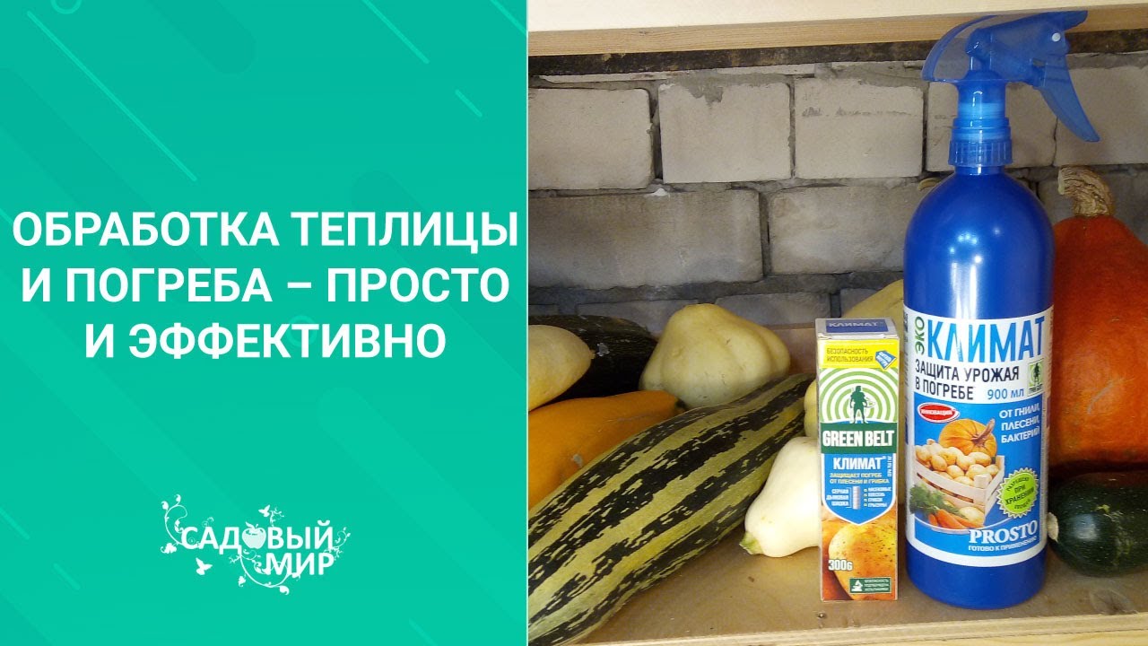 Сейчас, осенью от белокрылки можно НАВСЕГДА избавиться. Обрабатываем теплицу от вредителей