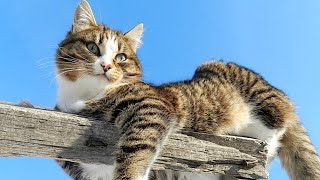 Смешные животные | Восхитительные коты и собаки 2023 #201