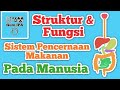 Sistem Pencernaan Manusia