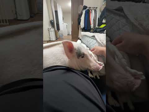 冬場は最強 #豚 #ブタ #pig #piggy