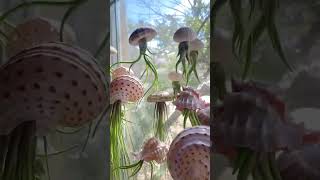 How cool are these? they look like jellyfish! #planttok #plants #houseplants