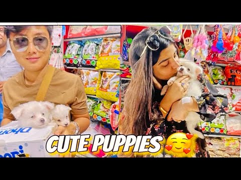 Cute Puppies ko Ghar le ay 🥹😍with Suresh Lama