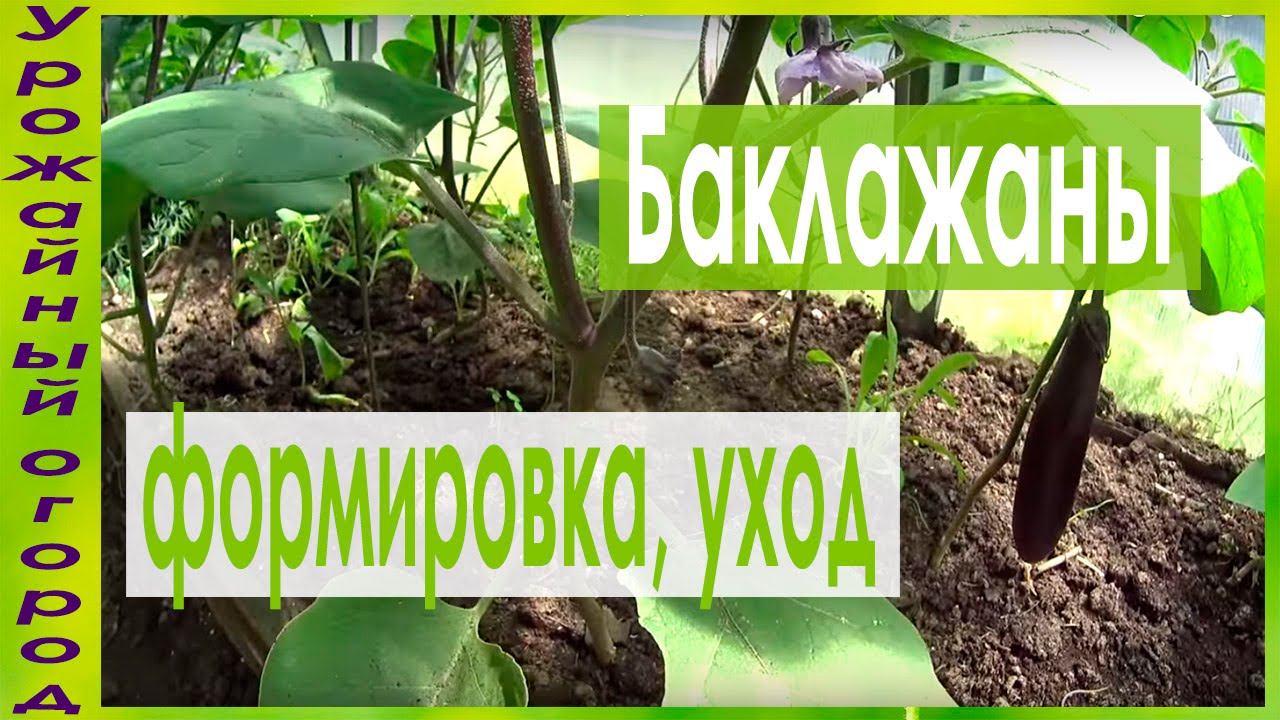 Баклажаны (30 июня) формировка, уход, первый урожай
