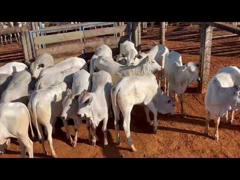LOTE 17