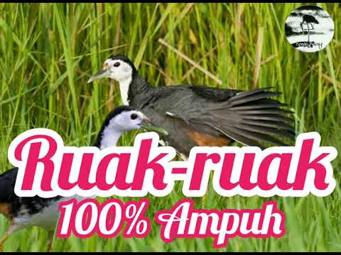 Suara pikat burung Ruak-ruak Ampuh durasi panjang
