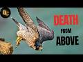 Peregrine Falcon Knowledge Assessment