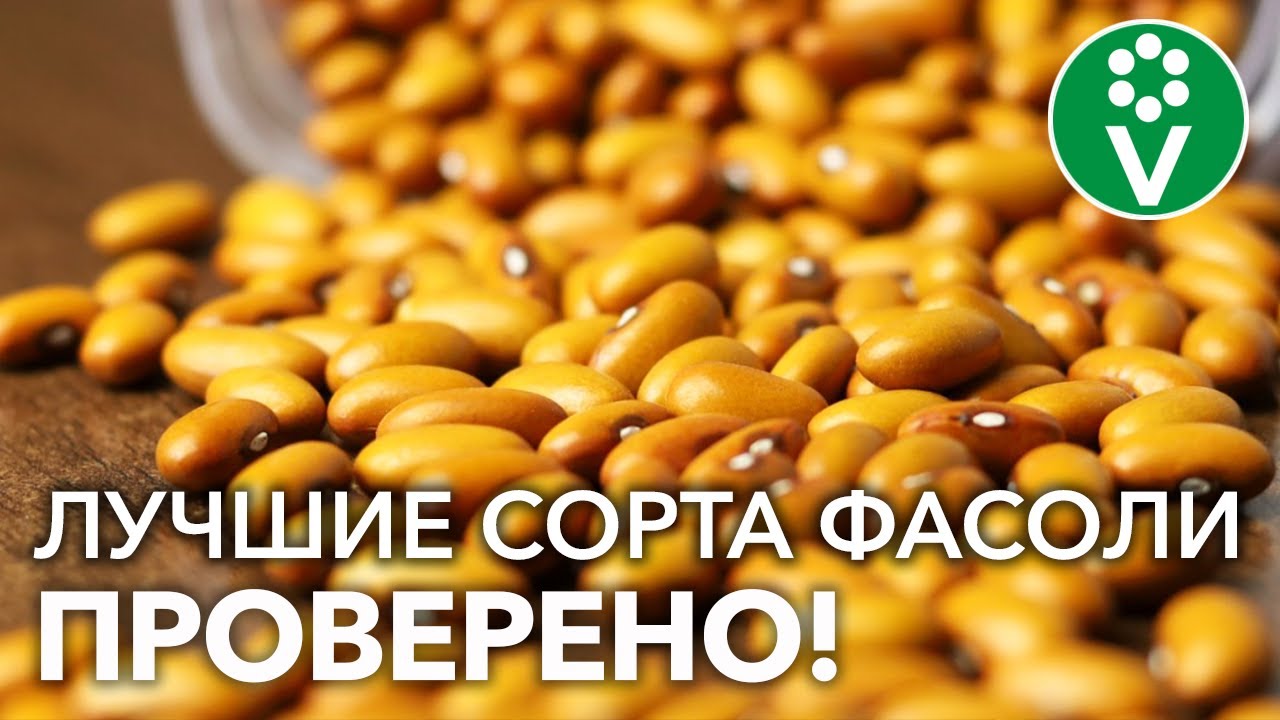 Легко растить, вкусно есть! Эти 5 сортов фасоли дадут урожай в любую погоду!