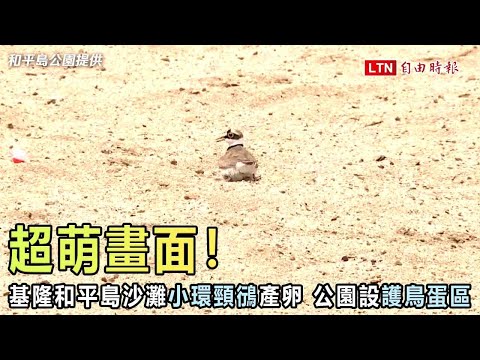 基隆和平島沙灘小環頸鴴產卵 公園劃設「護鳥蛋區」 - YouTube