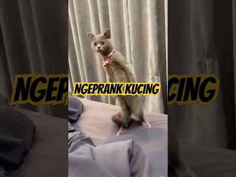 NGEPRANK KUCING (HANYA KONTEN, TIDAK ADA HEWAN YANG DILUKAI)