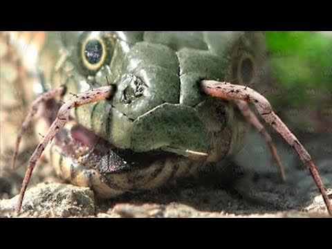 ANIMAIS QUE AS COBRAS MORREM DE MEDO
