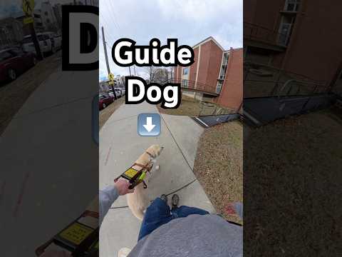 What Do You Do When Your Guide Dog Won’t Go Forward?! #guidedog #dog #dogs
