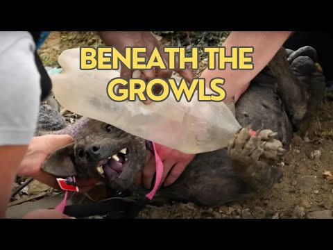 Uncovering the Fearful Dog Behind the Fierce Exterior - Dog Rescue Stories