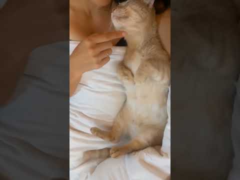 Усы лапы и хвост)