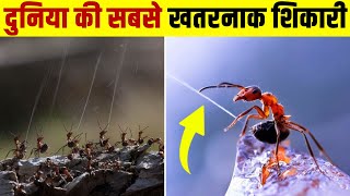 दुनिया की सबसे खतरनाक शिकारी| World's most dangerous insects to humans