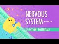 Exploring the Nervous System: Action Potentials and Neuron Function