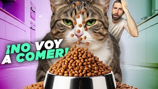 ¿Por qué TU GATO NO QUIERE COMER? 😾🍽️ Gatos caprichosos con su comida