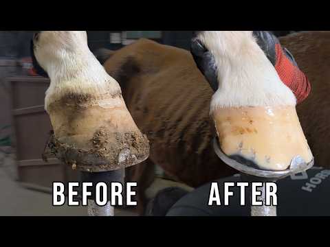 Neglected Horse-Hoof Restoration-Satisfying