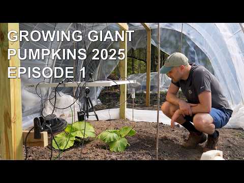 Growing Giant Pumpkins 2025: Episode 1
