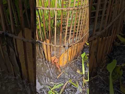 Bubu pang huli ng Isda #KaBungkor